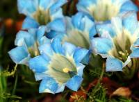 Pale blue flowers with a white throat